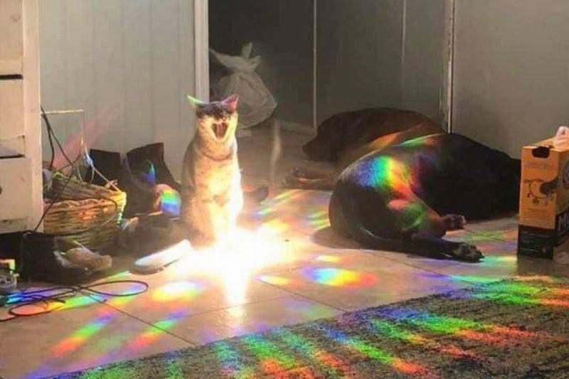 _divinnity_ Reddit cat in rainbow reflections