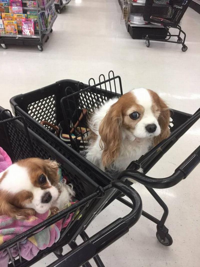 dog with one eye dogs with one eye in shopping carts