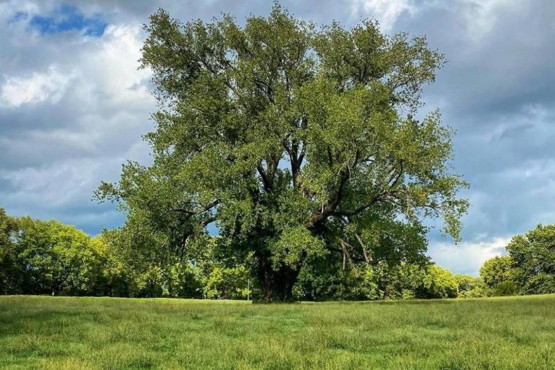 eastern-cottonwood