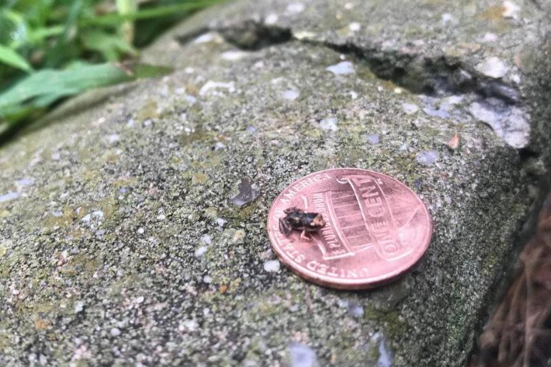 frog sits on penny on pavement