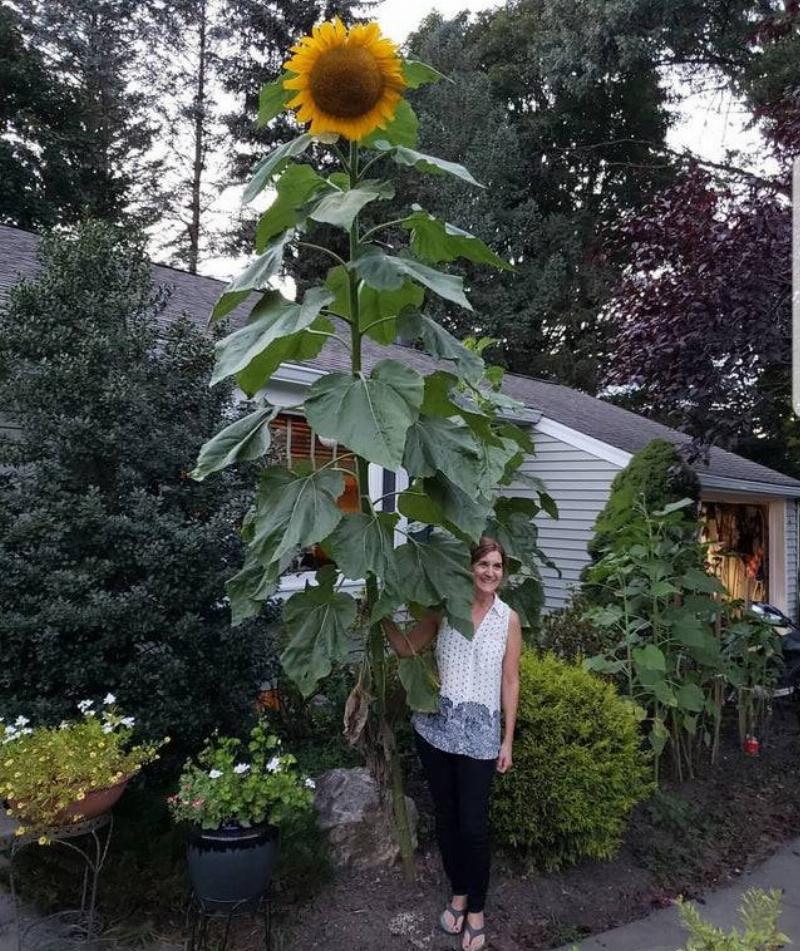 giant sunflower beside woman