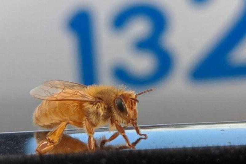 golden bee lands on car window