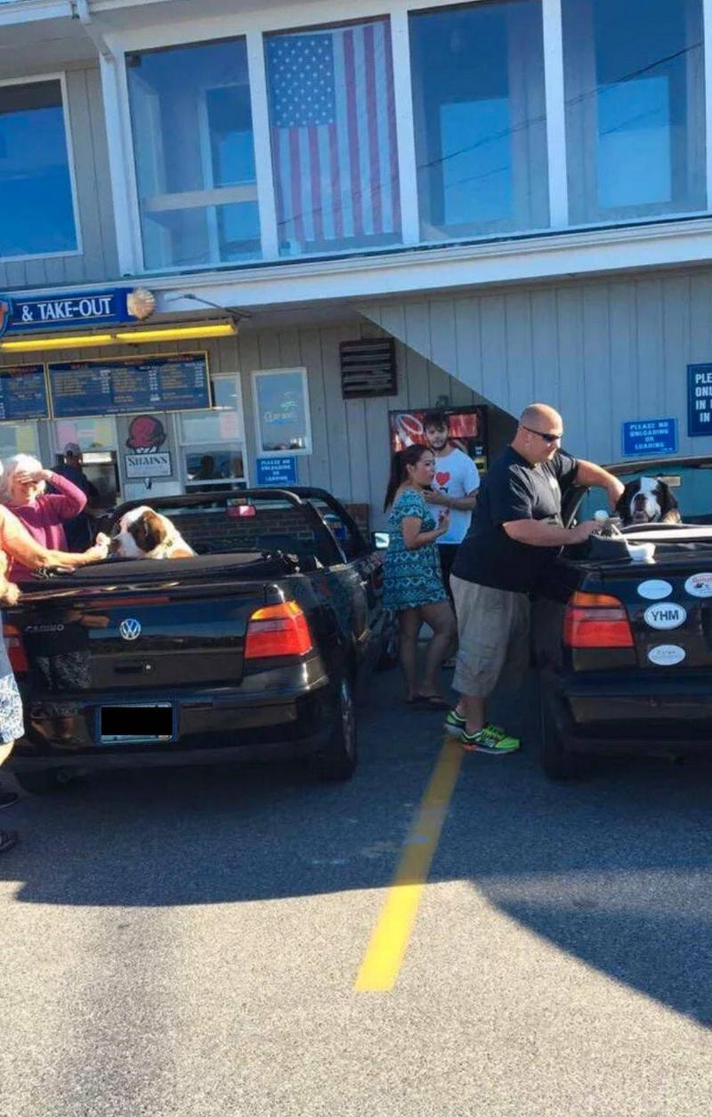 rivibird Reddit people next to car with dogs