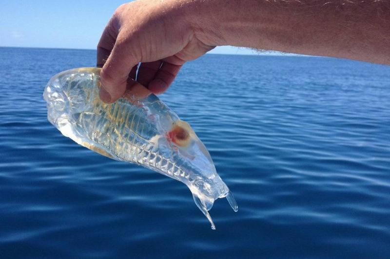 see through fish held over the sea