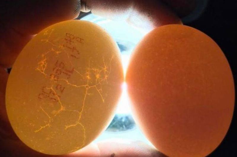 store bought vs chickens eggs