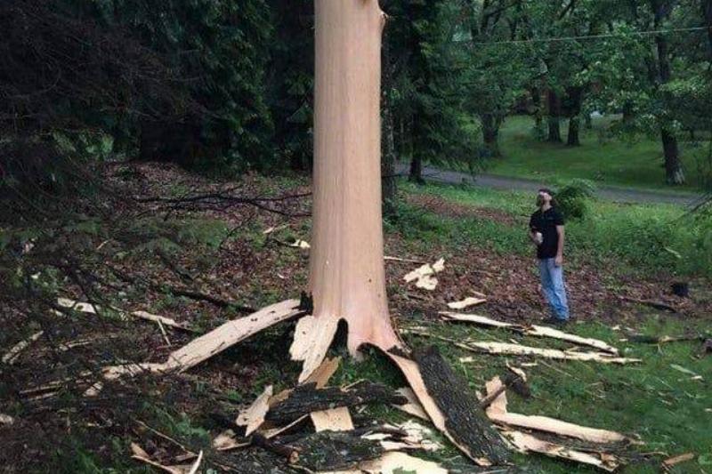 tilltheend0ftime Reddit tree with no bark