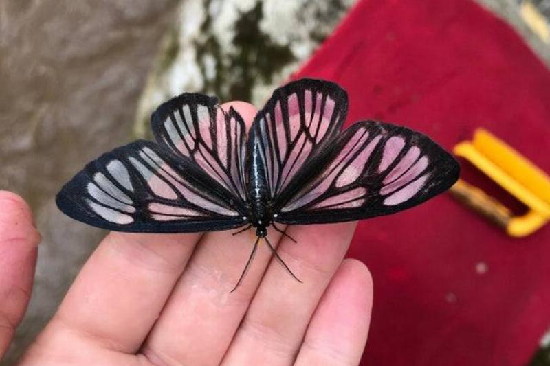 transparent butterfly on hand