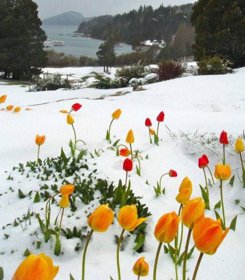 tulips  growing in the snow