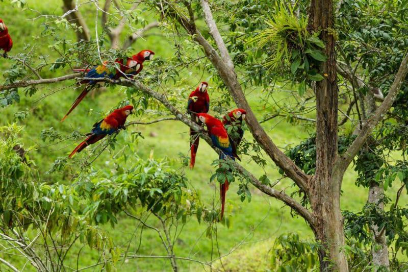 1020_24_jgf_birds_scmacaws_cr-8567-81954-61875 1020_24_jgf_birds_scmacaws_cr-8567-81954-61875