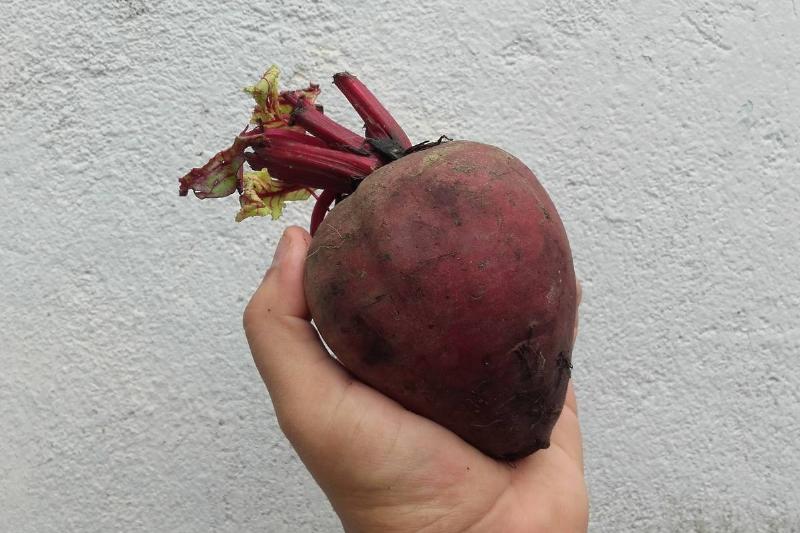 Corazón_de_remolacha Corazón_de_remolacha