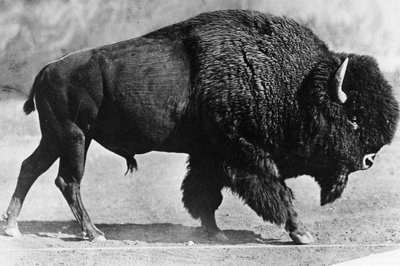 He Rode Into The Herd To Beat Comstock