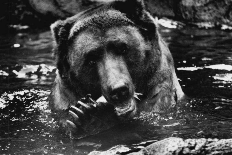 Hickock Claimed To Have Fought A Bear And Won
