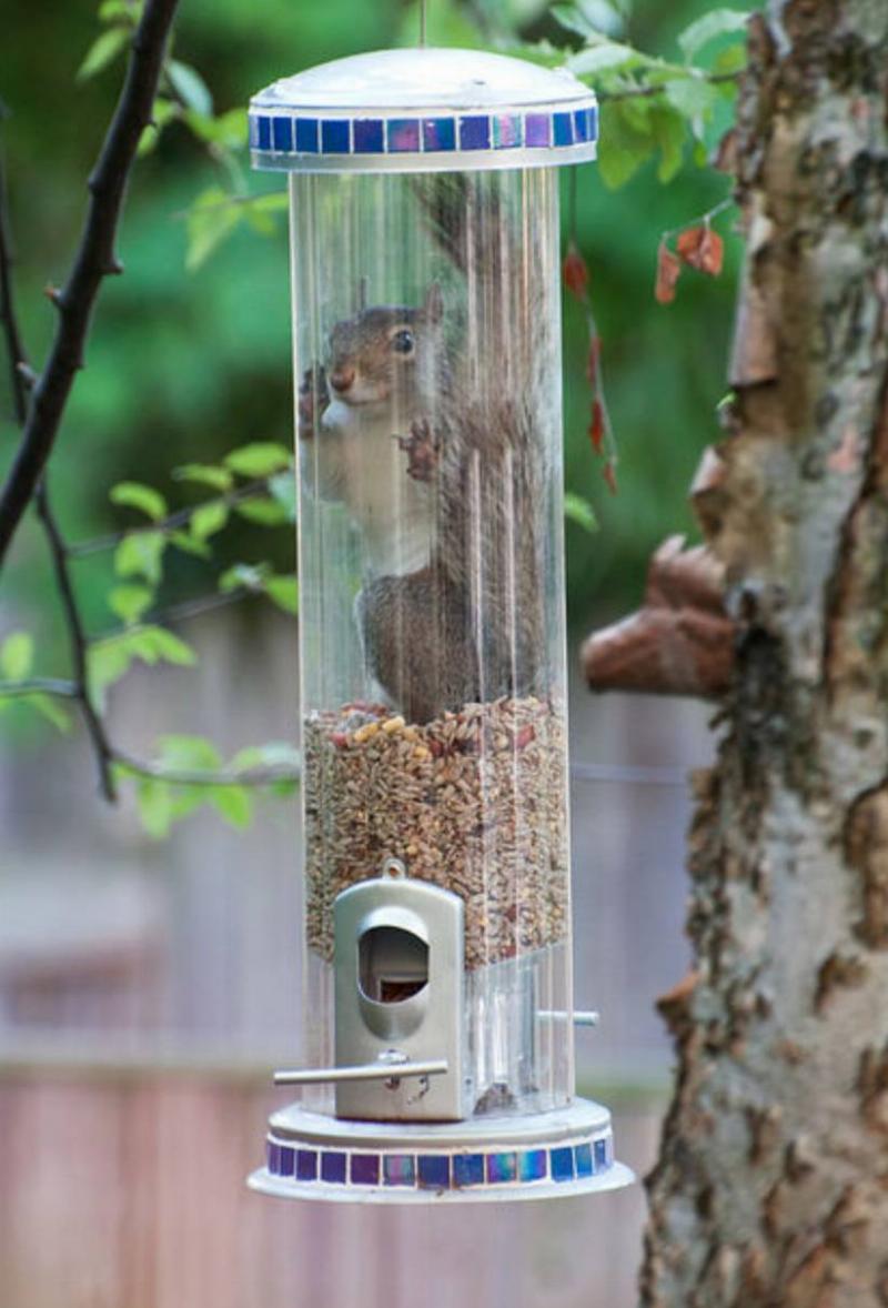 squirrel squirrel stuck inside of bird feeder