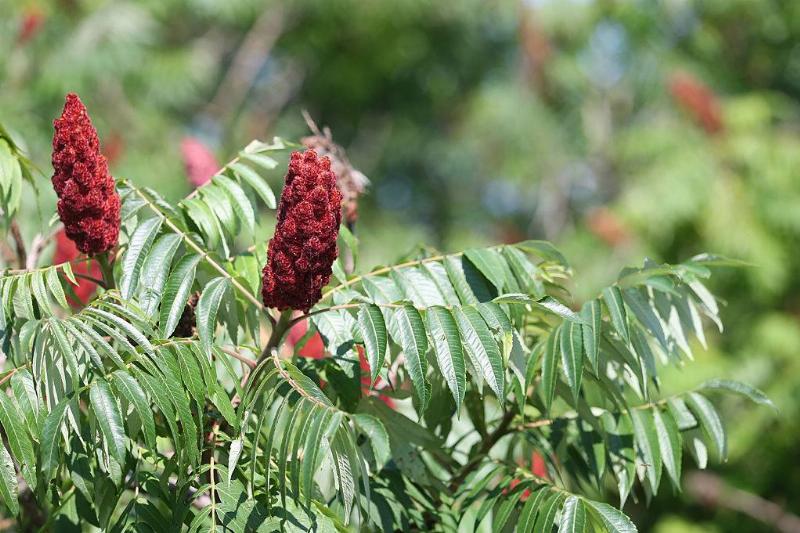 staghorn sumac staghorn sumac