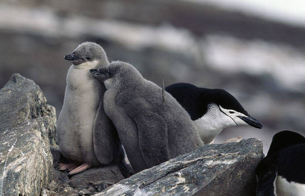 Young Chinstrap Penguins on half moon island in antarctica