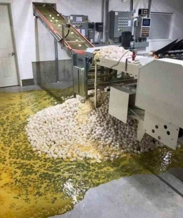 broken eggs at egg factory