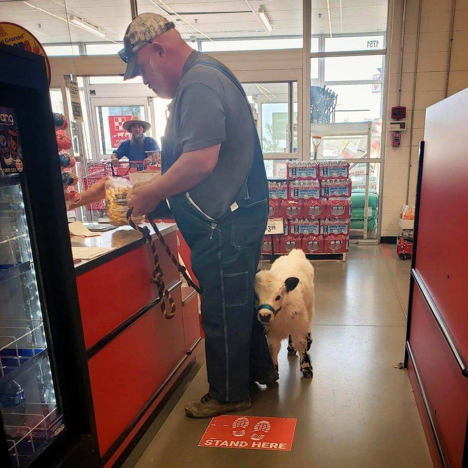 cow baby cow in grocery store checkout
