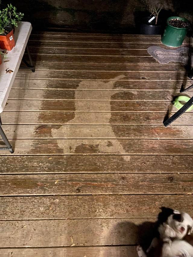 dog shape dog shape on wet deck