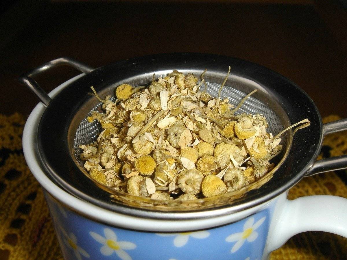 Dried chamomile flowers sit in a strainer above a mug to make tea.
