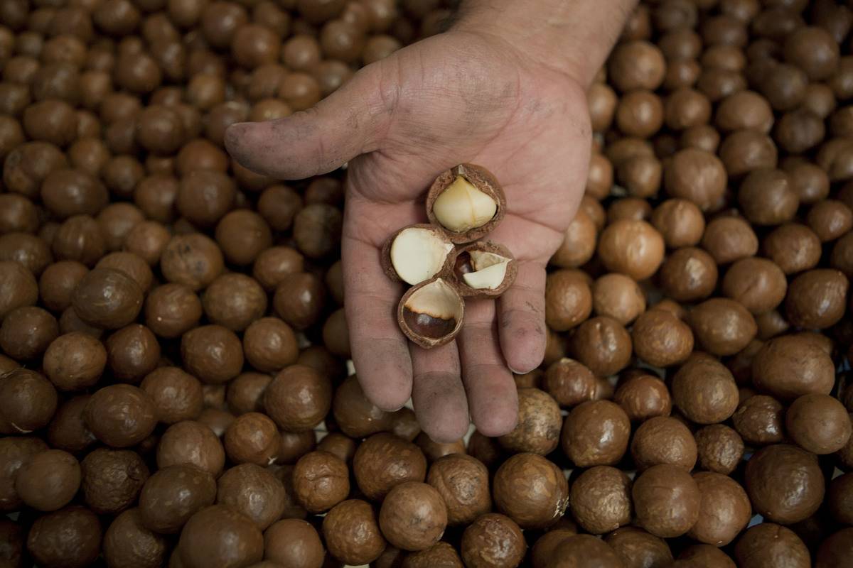 A person holds a few cracked macadamia nuts.