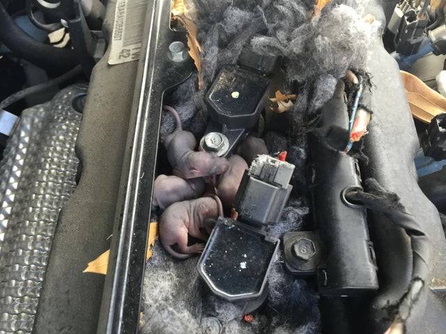rat babies under car hood