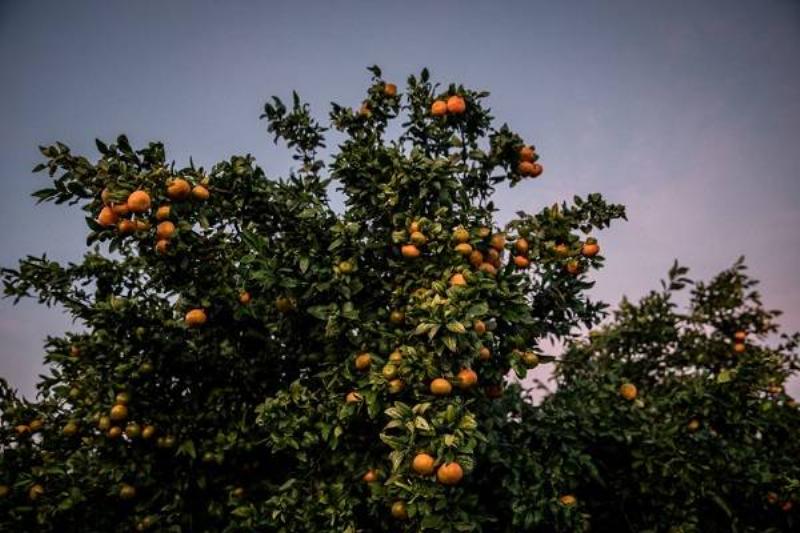 21 Comidas Tiroides 4 21 Comidas Tiroides 4