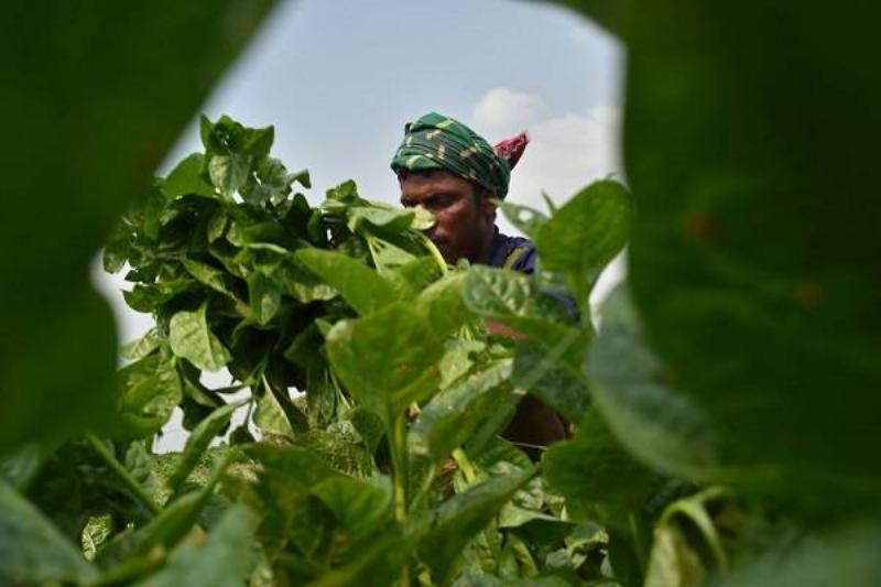 21 Comidas Tiroides 7 21 Comidas Tiroides 7