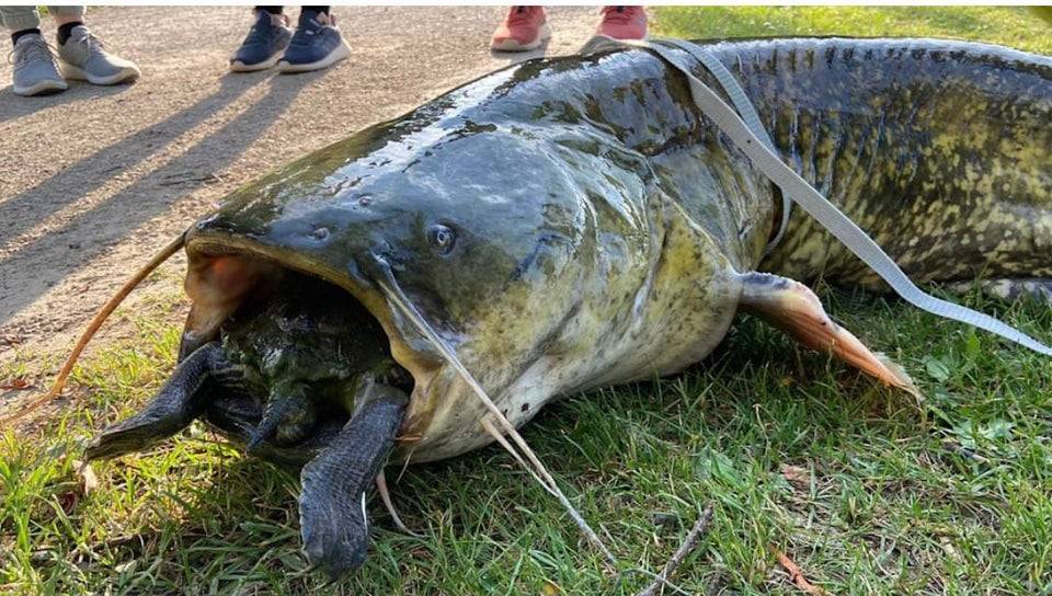 Turtle's back legs sticking out of a large catfish's mouth