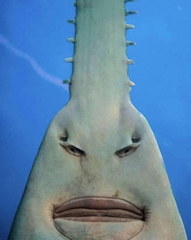 Sawfish's head seen from underneath