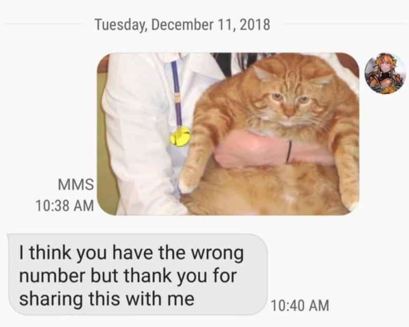 Screen-Shot-2020-03-04-at-10.01.35-AM-79910 Person sends photo of very fat cat being held by vet. Recipient responds: I think you have the wrong number but thank you for sharing this with me