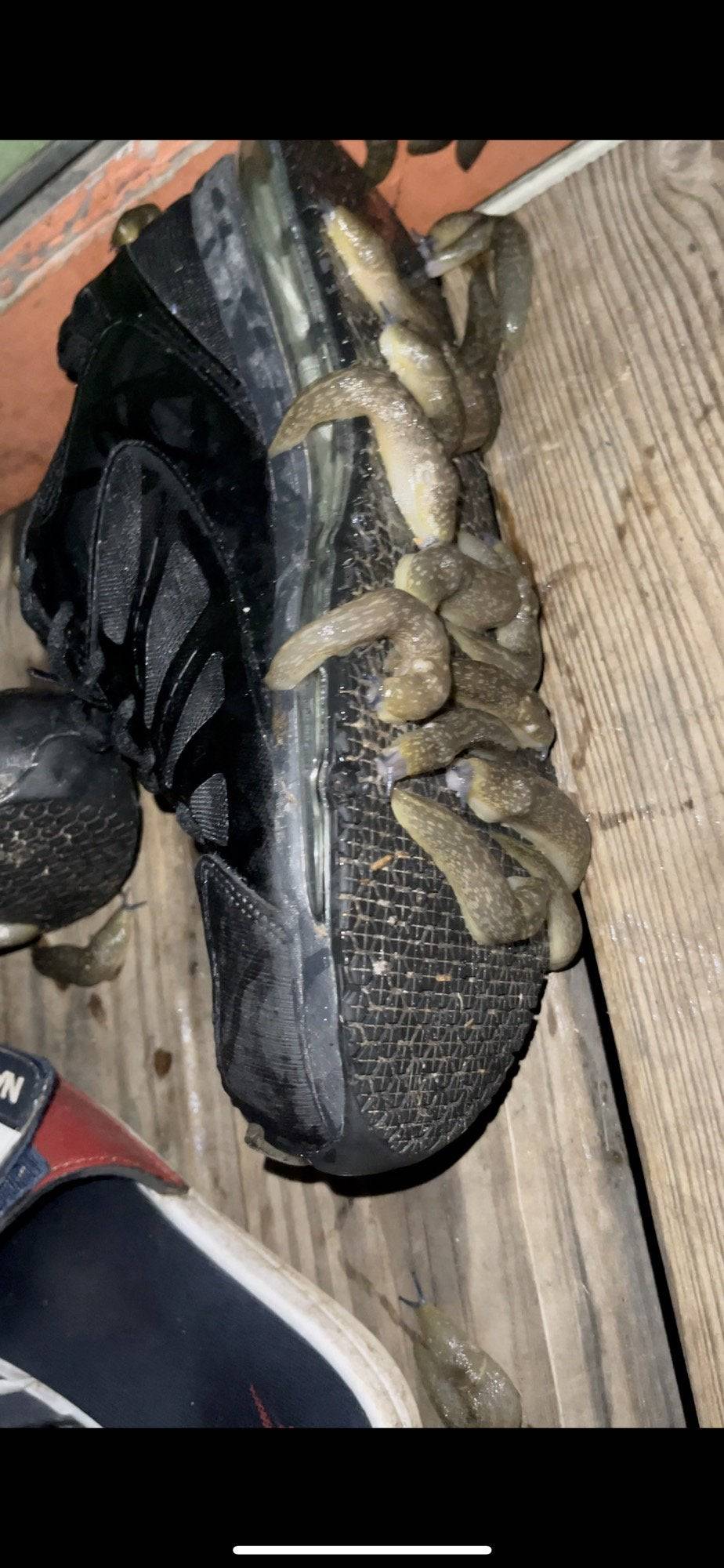 A bunch of slugs underneath a guy's shoe