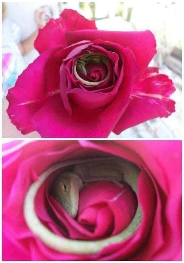 Tiny lizard asleep inside of a rose