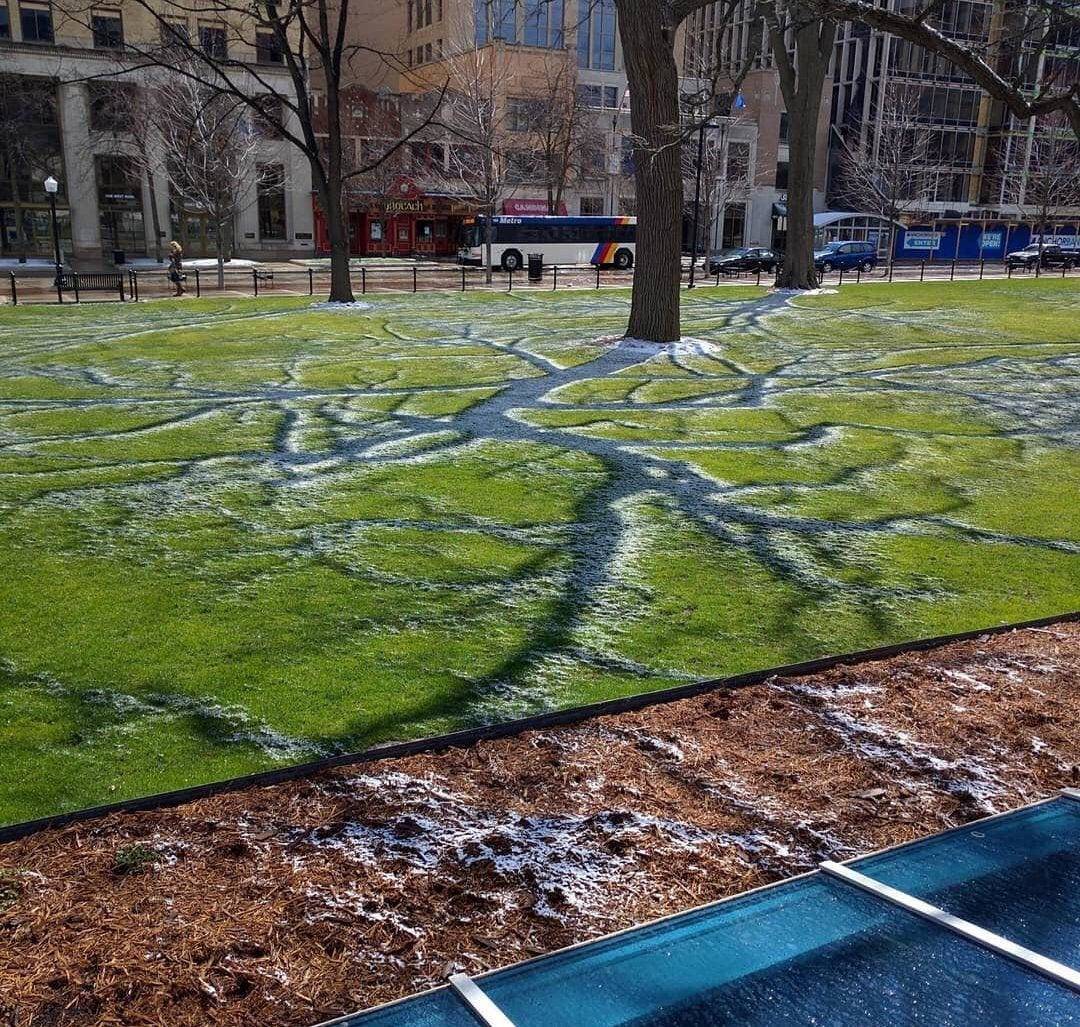 Patterns of snow remain in grass where branches of a tree create shadows
