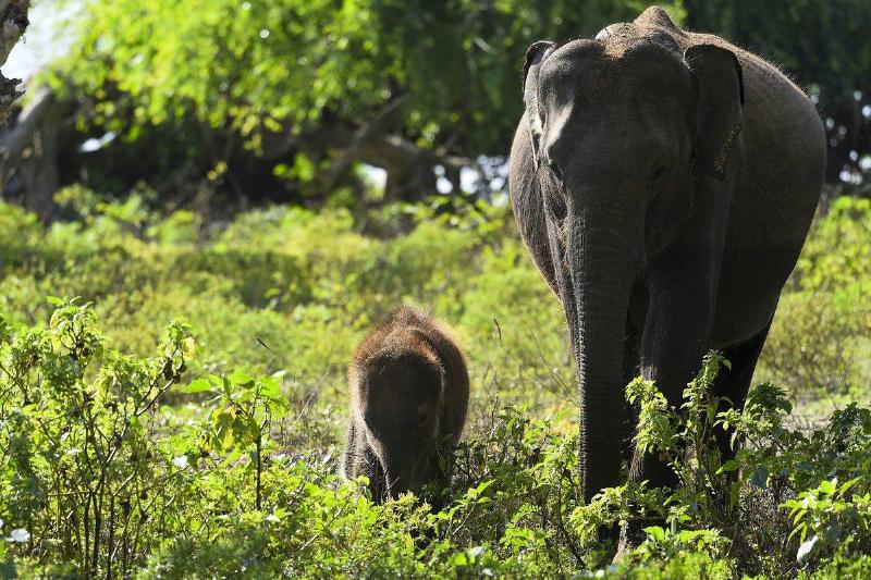 Sri Lanka Is The Ideal Country For Travelers Sri Lanka Is The Ideal Country For Travelers