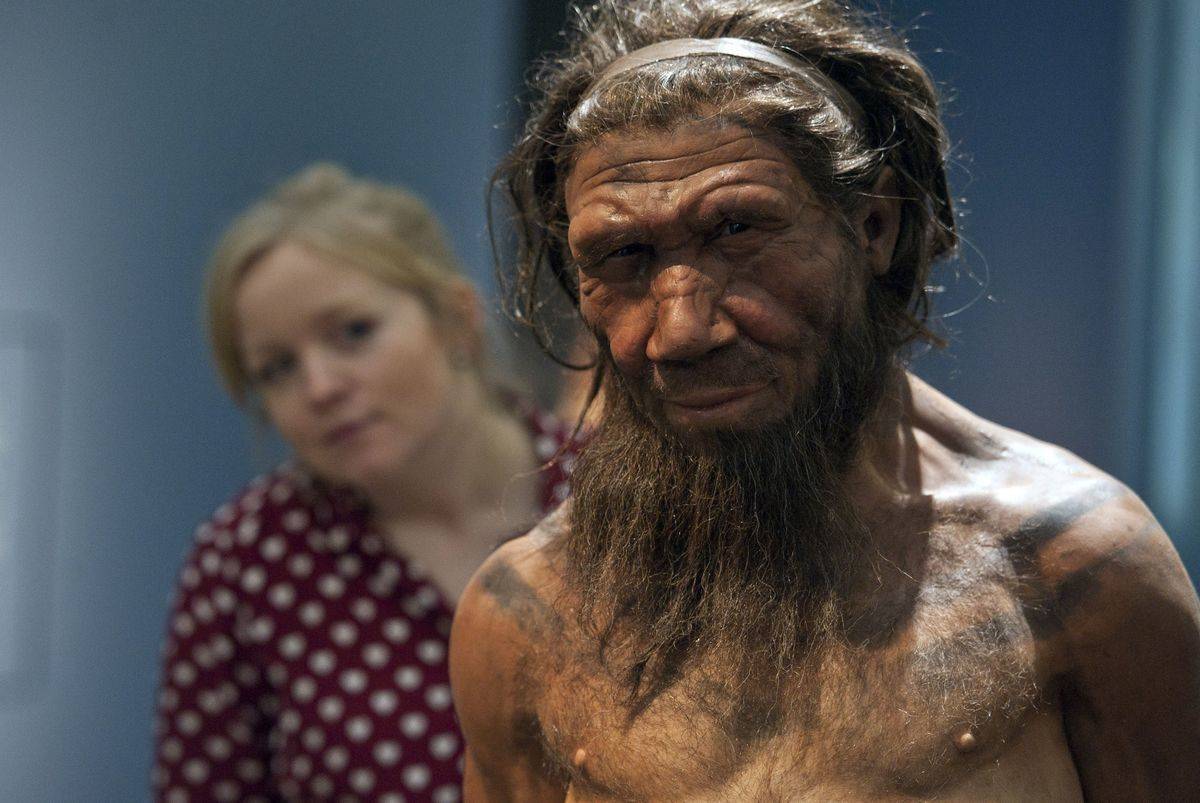 An employee of the Natural History Museum in London looks at model of a Neanderthal male.