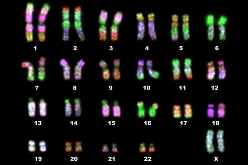 Human chromosomes are listed from one to 22.