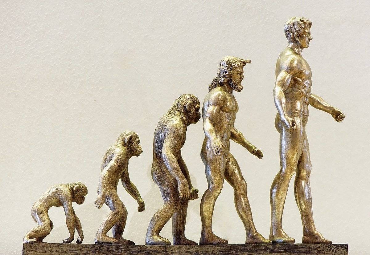 A metal model shows the steps in human evolution.