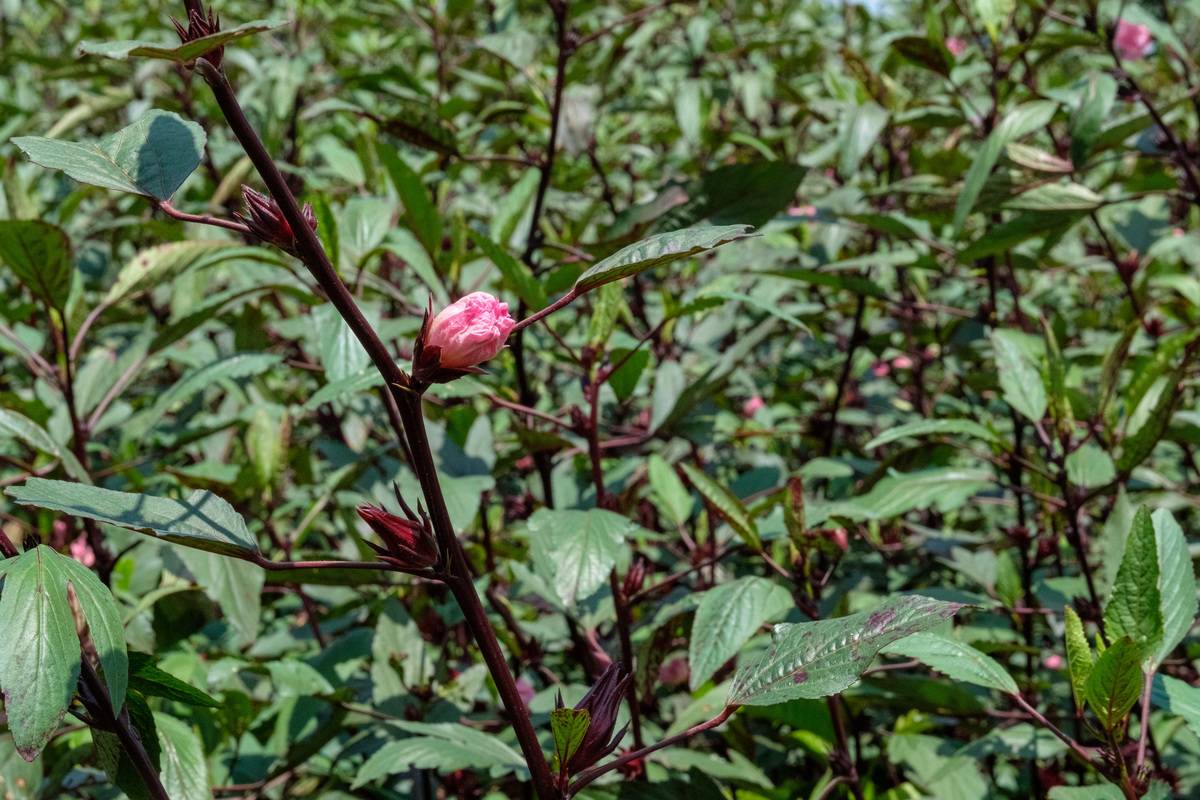njm-branch Hibiscus flower growing on a branch on Septembre 25, 2018 in Bunjako island, Mpigi district, Uganda
