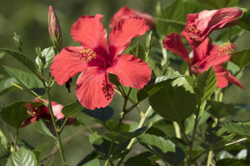 njm-flower Blooming red hibiscus ( Spanish: Mar Pacifico) flowers and buds on plant on a sunny day