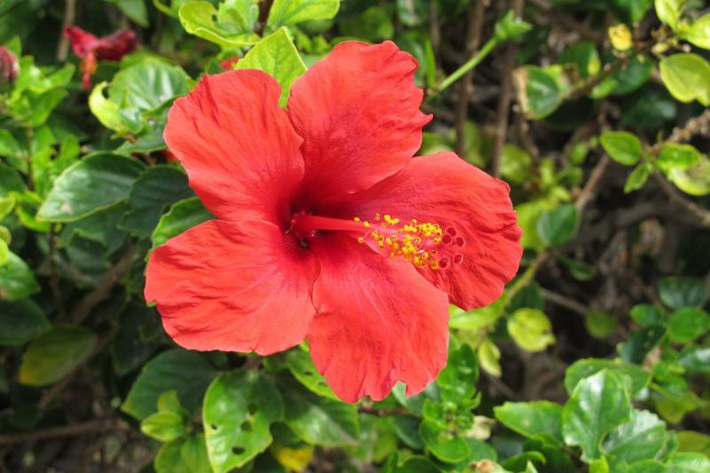 njm-red Hibiscus flower in Jandia on Fuerteventura