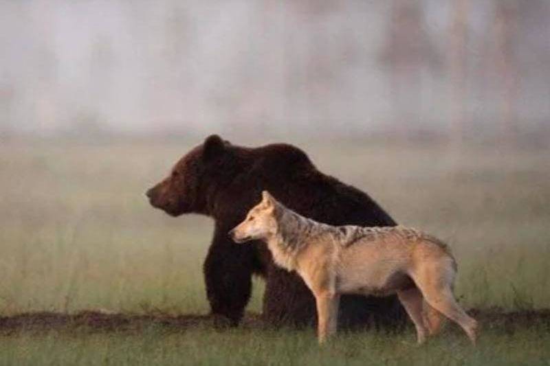 bear and dog looking into the distance