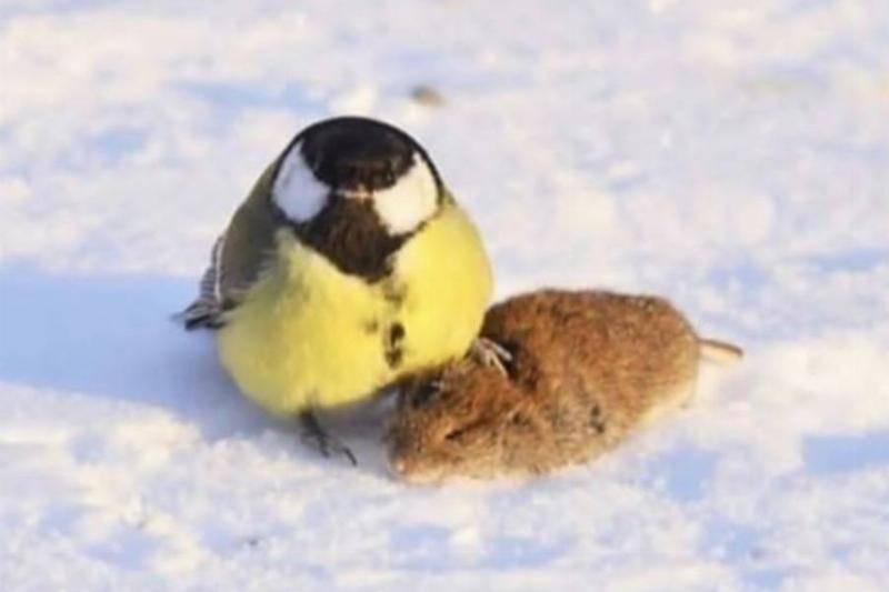small bird standing with one foot on head of dead mouse