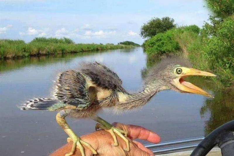 bird scary screaming