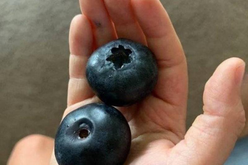 blueberries in hand