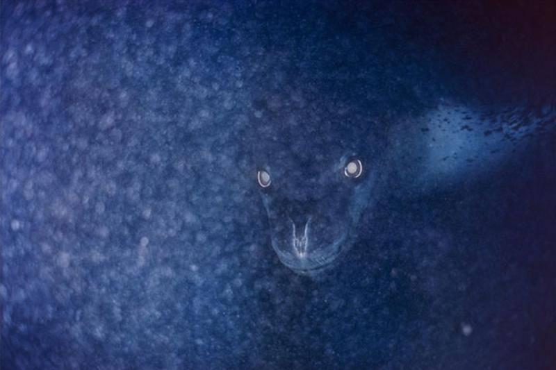 creepy-nature-in blue