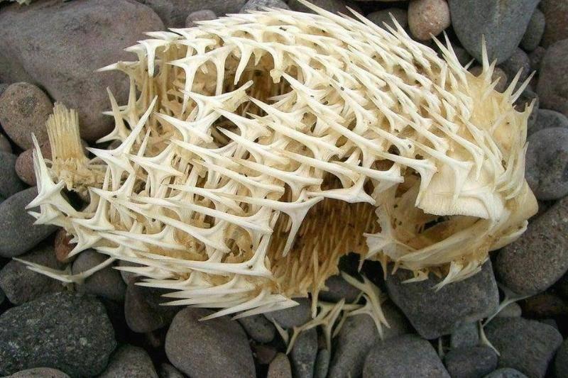 puffer-fish-skeleton