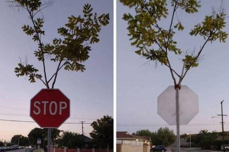 stop sign inside tree