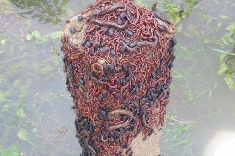 worms-everywhere-with worms