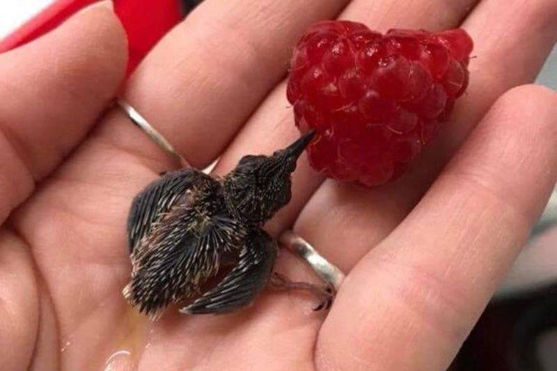 a hummingbird drinking raspberries