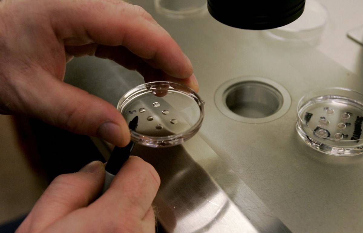 Embryologist Ric Ross holds a dish with human embryos for IVF.